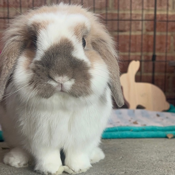 Koa’s Unlisted Deal - Picture 4 of 4